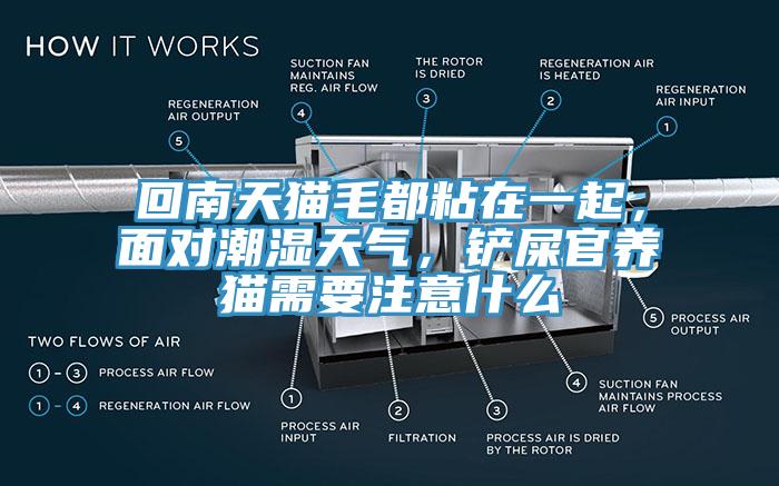 回南天貓毛都粘在一起，面對潮濕天氣，鏟屎官養(yǎng)貓需要注意什么