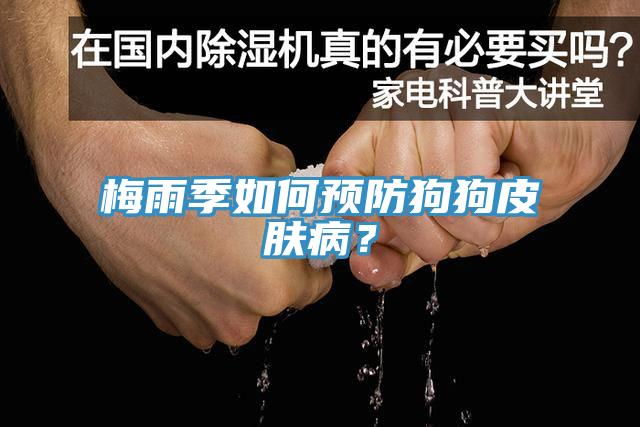 梅雨季如何預(yù)防狗狗皮膚??？